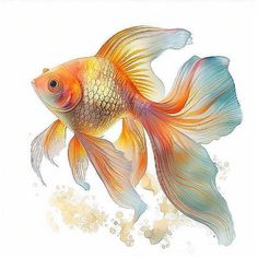 a drawing of a goldfish on a white background