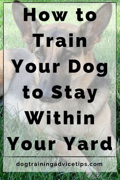 a dog laying in the grass with text overlay how to train your dog to stay within your yard