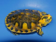 a yellow and black turtle sitting on top of a blue surface with its head turned to the side