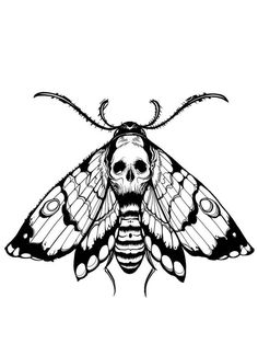 a black and white drawing of a moth with skull on it's back legs