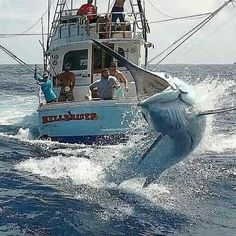 a blue boat with people on it is in the water while a dolphin jumps out of the water