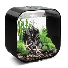 an aquarium with rocks and plants in it