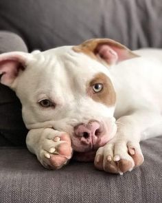 a white and brown dog laying on top of a couch