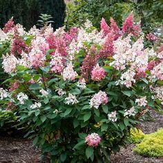 pink and white flowers are blooming in the garden