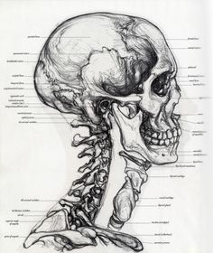 a diagram of the human skull and its major skeletal systems, including the head, neck, and lower limbs