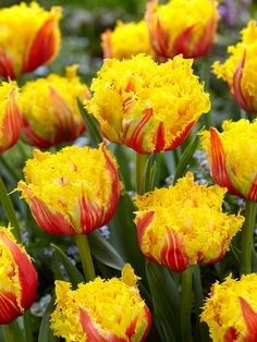 many yellow and red flowers are in the field together with other flowers behind them, including tulips