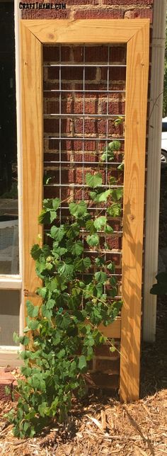 a plant growing out of the side of a brick wall in front of a window