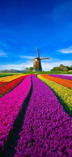 a windmill in the middle of a field of tulips and other colorful flowers