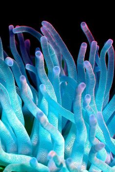 an underwater coral with blue and white algae