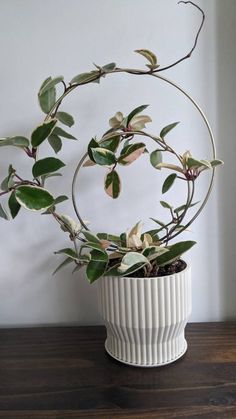 a potted plant sitting on top of a wooden table