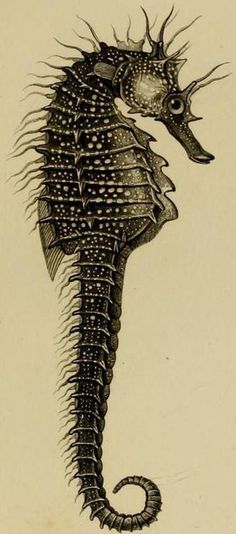 a drawing of a sea horse with spikes on it's head and tail, standing upright