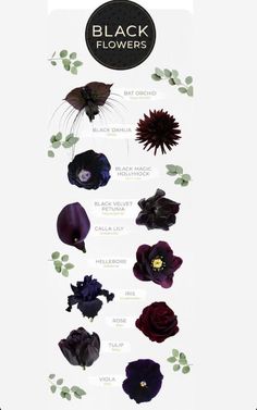 the black flowers are arranged in different colors