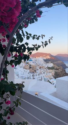 pink flowers growing on the side of a white building with blue buildings in the background