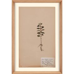 a plant with roots and leaves in a wooden frame on a white wall next to a piece of paper