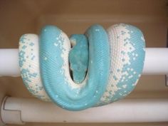 a blue and white snake is curled up