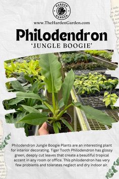 a brochure with an image of plants in the background