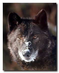 a wolf with snow on its face looking at the camera, in front of a blurry background