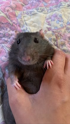 a small rodent sitting on top of someone's hand next to a bed