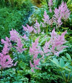 some pink flowers are in the middle of green plants and bushes with water running through them