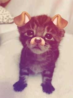 a small black and white kitten with horns on it's head looking at the camera