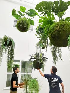 two men are looking at plants hanging from the ceiling