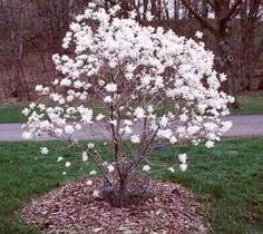 a small tree with white flowers in the middle of some grass and trees behind it