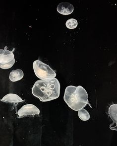 many jellyfish are floating in the water together