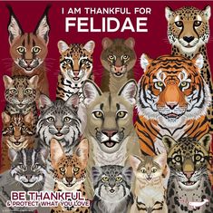 a group of cats that are standing in front of a red background with the words, i am thank for felidae