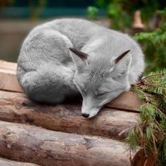 a small fox sleeping on top of a log