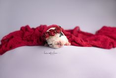 a small white dog laying on top of a red blanket with roses in it's hair