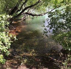 the water is very clear and green in this area with trees on either side of it