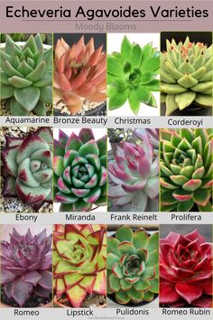 many different types of succulents are shown in this image, with the names below