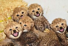 five baby cheetah cubs sitting in hay with their mouths open and tongue out