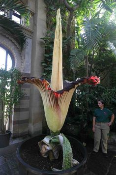 a man standing next to a large flower in a room filled with trees and plants