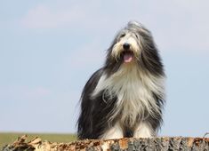 a black and white dog sitting on top of a tree stump with its tongue out