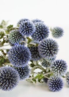 some very pretty blue flowers on a white table