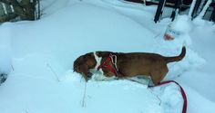 a brown and white dog standing in the snow