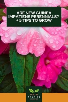 pink flowers with rain drops on them and the words are new guinea impatins perennials, 5 tips to grow