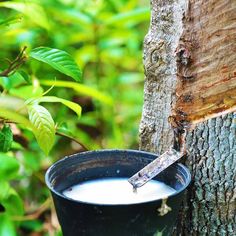 a cup of milk sitting next to a tree