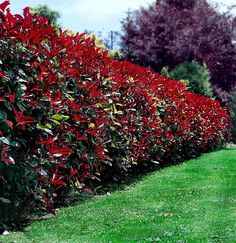 a hedge is lined with red flowers and green grass