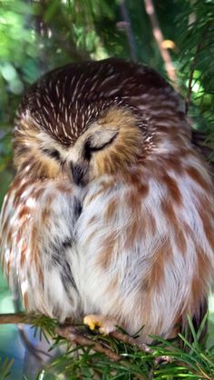 an owl sitting on top of a tree branch