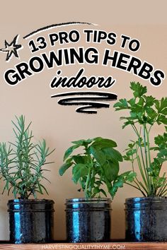 three potted plants sitting on top of a wooden table next to a wall with the words 13 pro tips to growing herbs indoors