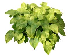 a plant with green leaves is shown on a white background