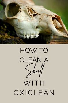 an animal skull with the words how to clean a skull with oxiclean on it