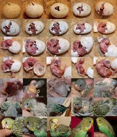 there are many different pictures of birds with food in their beaks and eggs on them