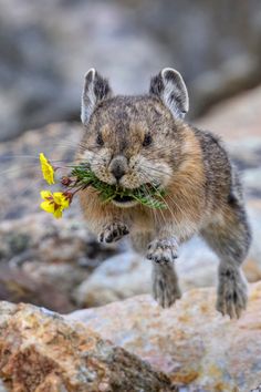 a small rodent with flowers in it's mouth on some rocks and water