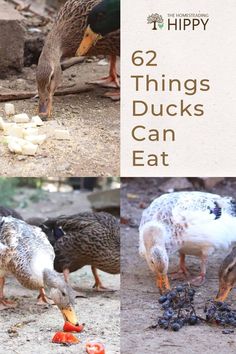 there are four different pictures of ducks eating food from the ground and on the ground, with text overlay that reads 6 things ducks can eat