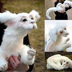 a woman holding a white cat in her arms and photos of it being held by another person