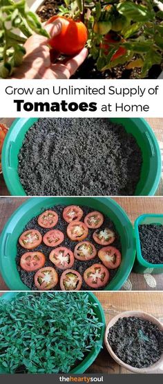 the process for growing tomatoes and other vegetables