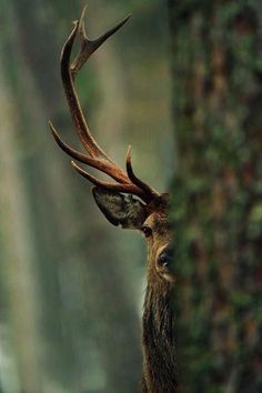 a deer with large antlers standing next to a tree